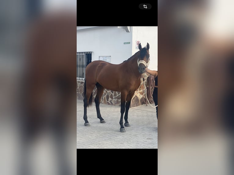 Hispano arabe Hongre 7 Ans 165 cm Bai in Alhaurín el Grande