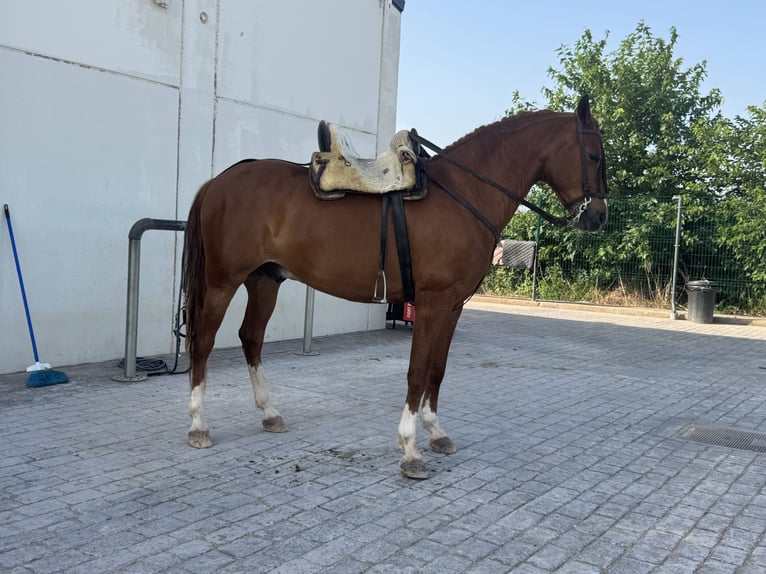 Hispano arabe Hongre 8 Ans 160 cm Alezan in Vila-Real/Villarreal