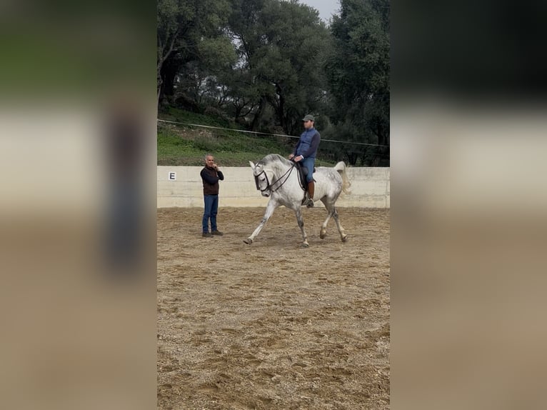 Hispano arabe Hongre 8 Ans 163 cm Gris in Arcos de La frontera