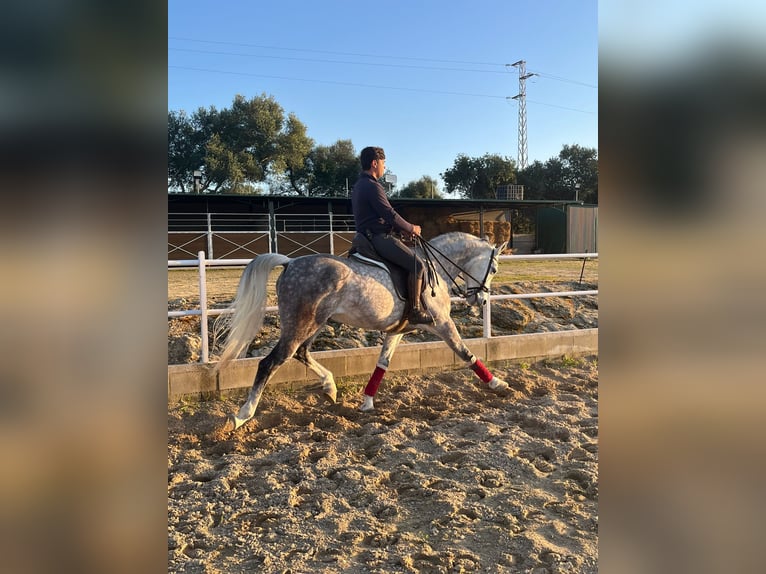 Hispano arabe Hongre 8 Ans 163 cm Gris in Arcos de La frontera