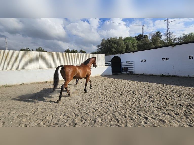 Hispano arabe Hongre 8 Ans 165 cm Bai in Estepona