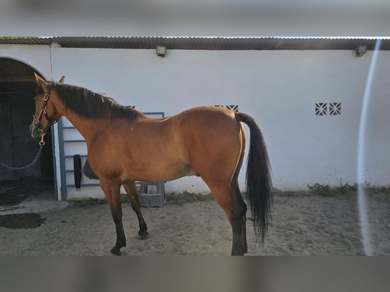 Hispano arabe Hongre 8 Ans 165 cm Bai in Estepona