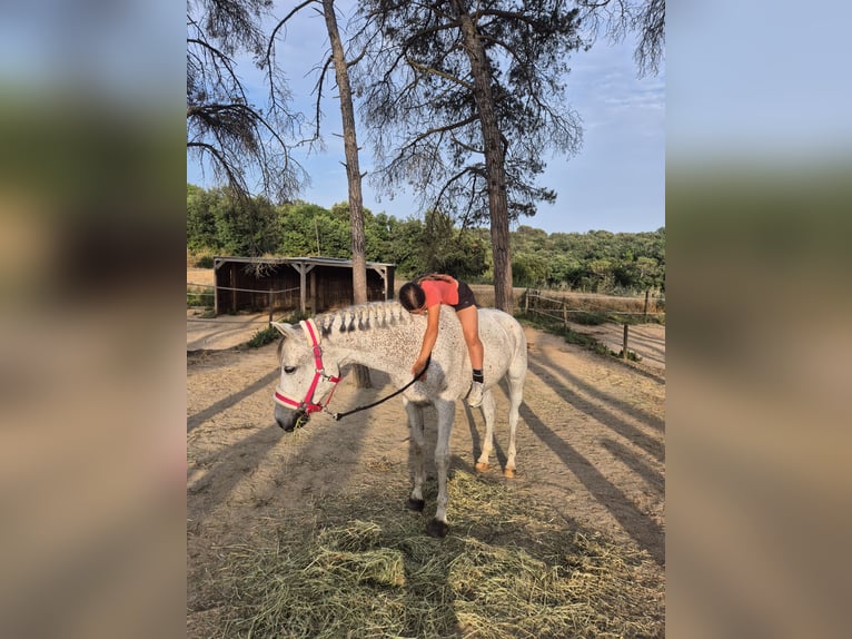 Hispano arabe Hongre 9 Ans 162 cm Gris in Blanes