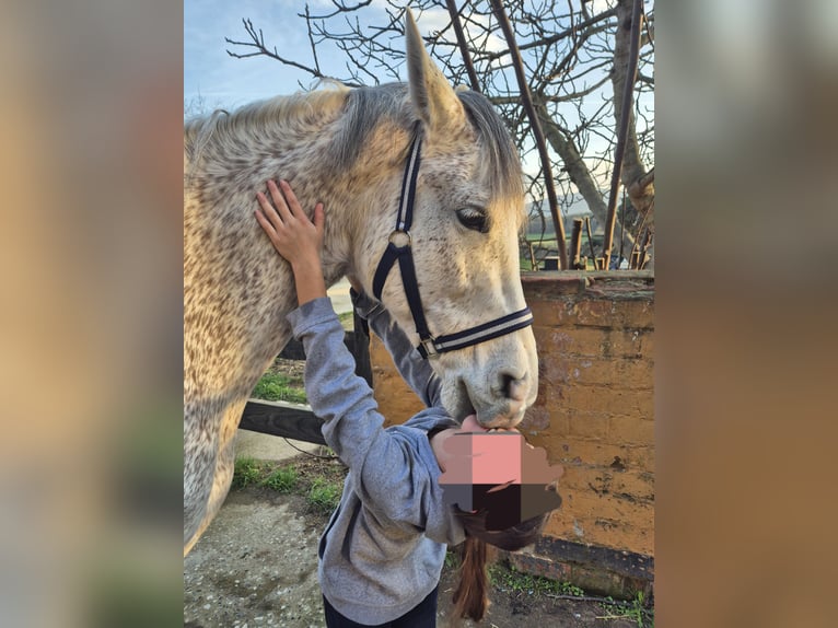 Hispano arabe Hongre 9 Ans 162 cm Gris in Blanes