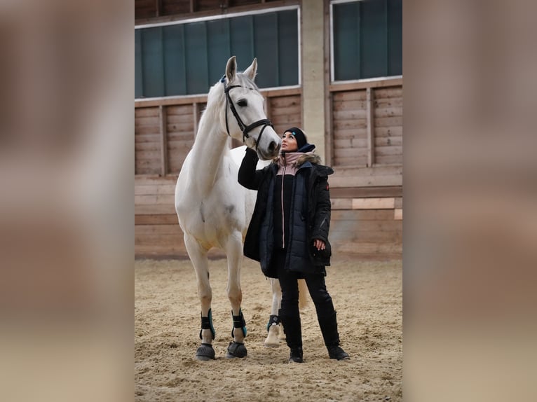 Hispano arabe Hongre 9 Ans 163 cm Gris in Sankt Marein im Mürztal