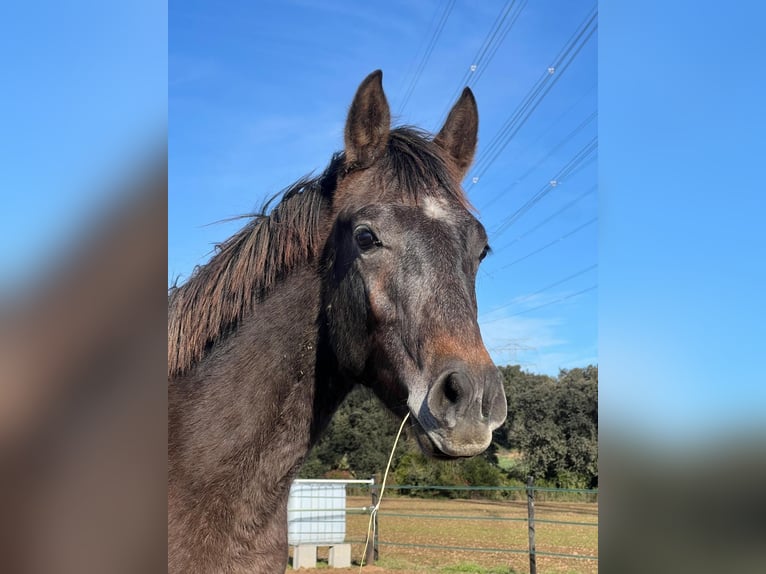 Hispano arabe Hongre Poulain (01/2026)  in Girona