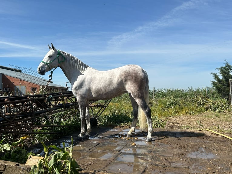 Hispano arabe Jument 10 Ans 156 cm Gris in Ezkio