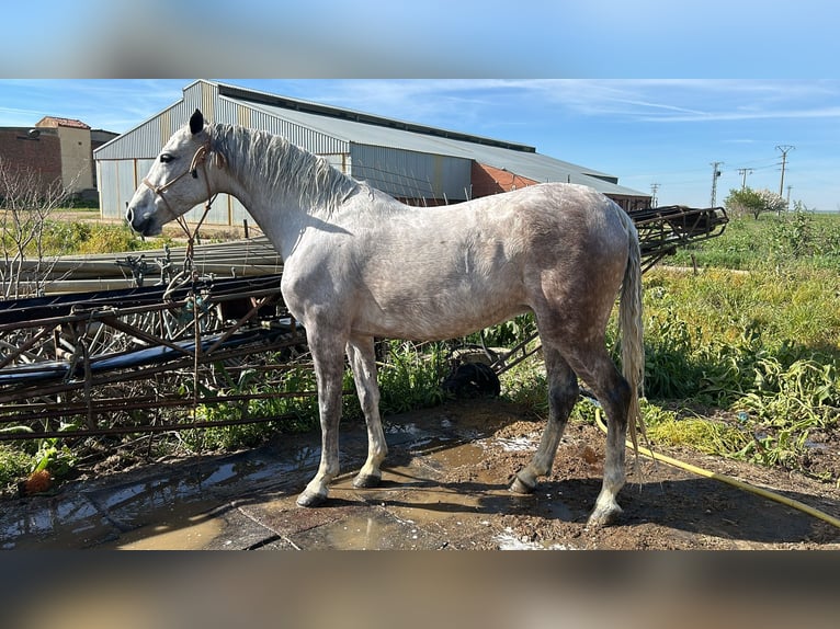 Hispano arabe Jument 10 Ans 157 cm Gris in Ezkio