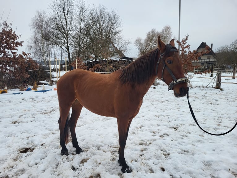 Hispano arabe Jument 10 Ans 160 cm  in Georgensgmünd