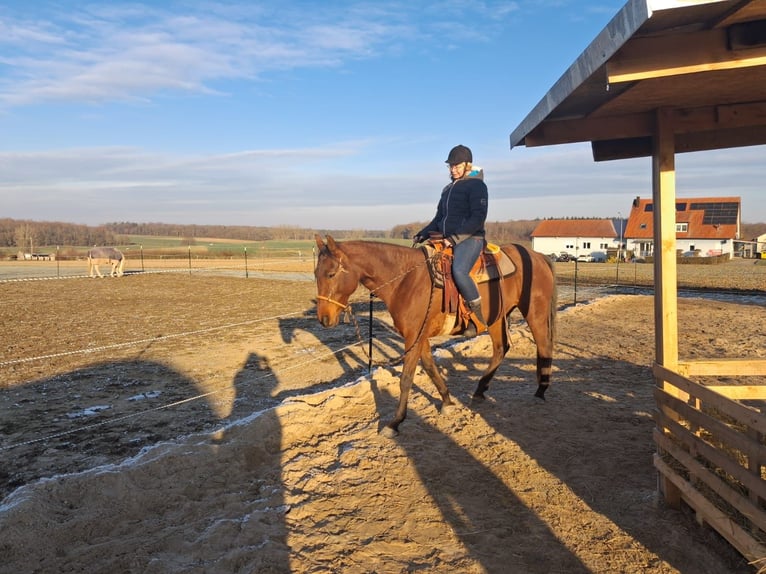 Hispano arabe Jument 10 Ans 160 cm  in Georgensgmünd