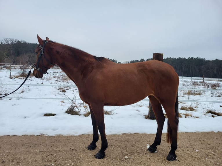 Hispano arabe Jument 10 Ans 160 cm  in Georgensgmünd