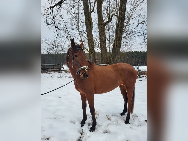 Hispano arabe Jument 10 Ans 160 cm  in Georgensgmünd