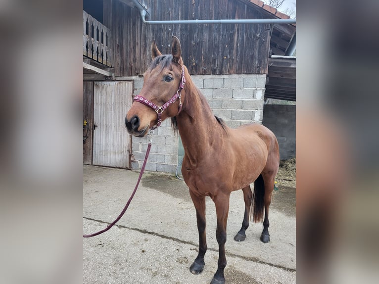 Hispano arabe Jument 10 Ans 160 cm  in Georgensgmünd