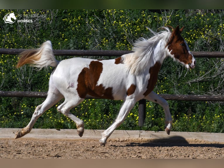 Hispano arabe Croisé Jument 12 Ans 154 cm Pinto in Menorca