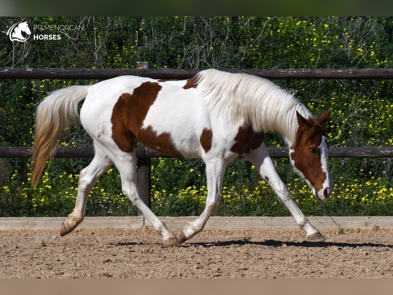 Hispano arabe Croisé Jument 12 Ans 154 cm Pinto in Menorca