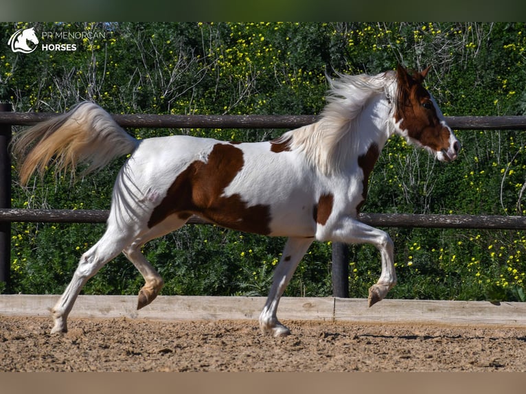 Hispano arabe Croisé Jument 12 Ans 154 cm Pinto in Menorca