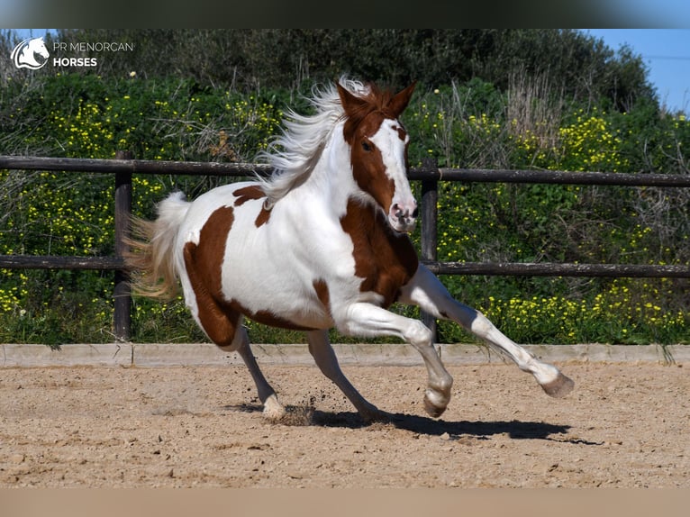 Hispano arabe Croisé Jument 12 Ans 154 cm Pinto in Menorca