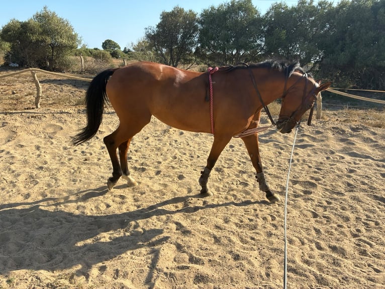 Hispano arabe Jument 13 Ans 159 cm Bai in San Fernando