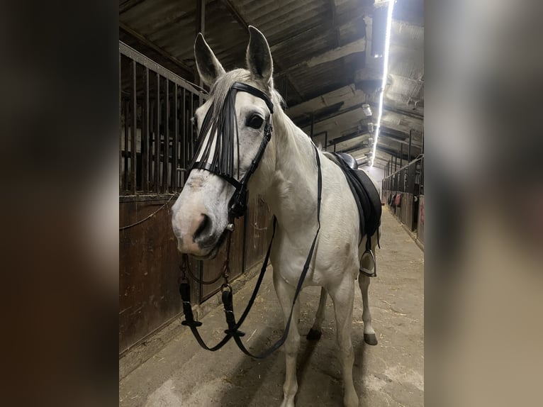 Hispano arabe Jument 15 Ans 163 cm Gris in Zaragoza