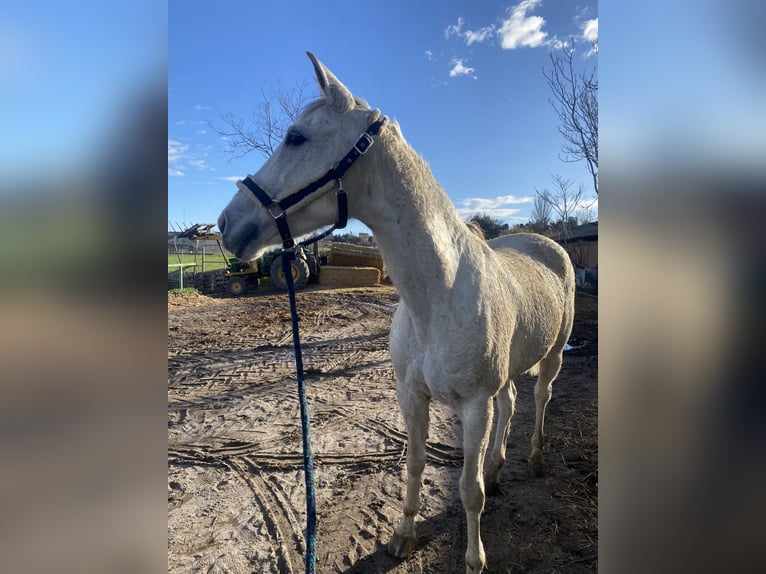Hispano arabe Jument 15 Ans 163 cm Gris in Zaragoza
