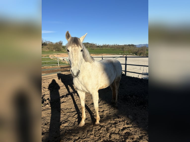 Hispano arabe Jument 15 Ans 165 cm Gris in Sant Bartomeu Del Grau