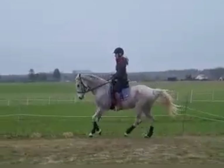 Hispano arabe Jument 18 Ans 160 cm Gris moucheté in Zemitz