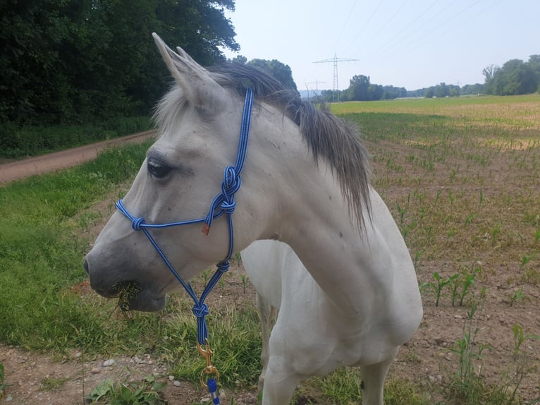 Hispano arabe Jument 19 Ans 154 cm Gris in Kleines Wiesental