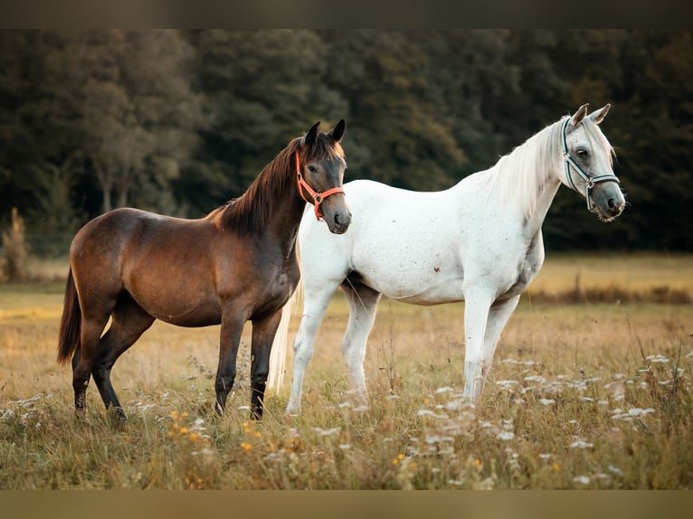 Hispano arabe Jument 1 Année 135 cm Gris noir in Gräfendorf