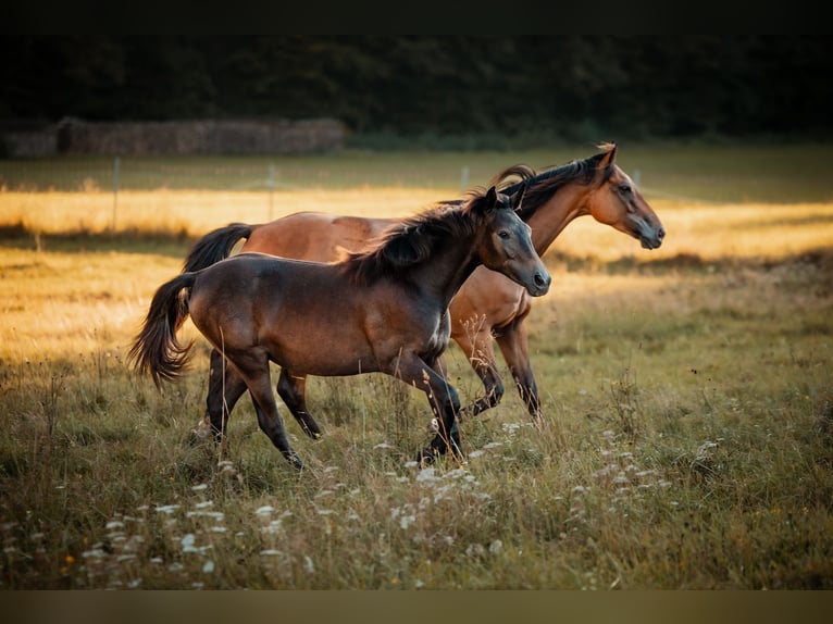 Hispano arabe Jument 1 Année 135 cm Gris noir in Gräfendorf