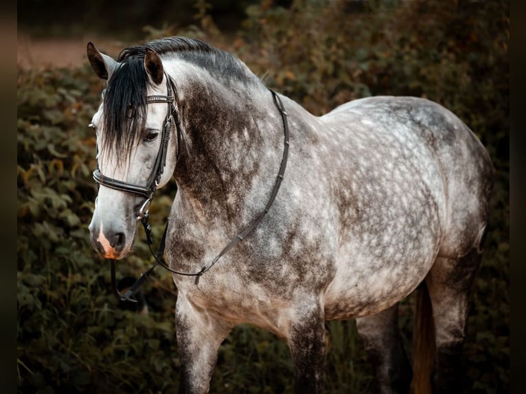 Hispano arabe Jument 1 Année 135 cm Gris noir in Gräfendorf