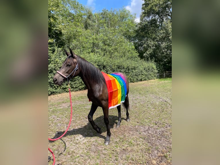 Hispano arabe Croisé Jument 1 Année 155 cm Peut devenir gris in Kapellen