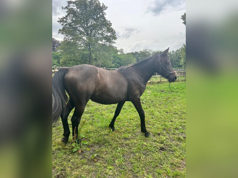 Hispano arabe Croisé Jument 1 Année 155 cm Peut devenir gris in Kapellen