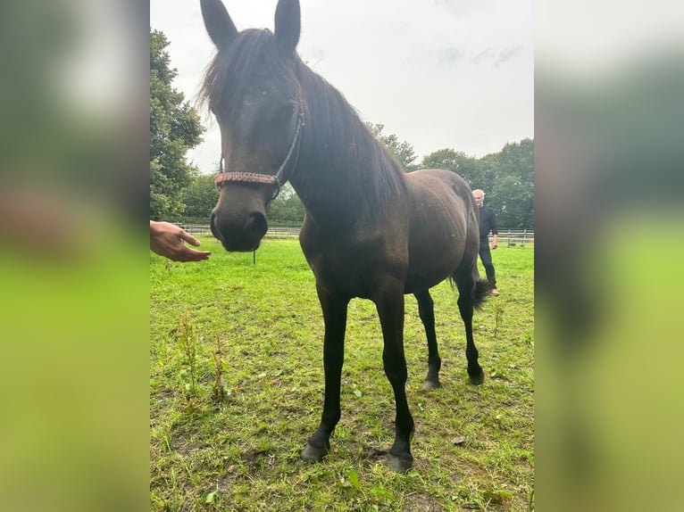 Hispano arabe Croisé Jument 1 Année 155 cm Peut devenir gris in Kapellen