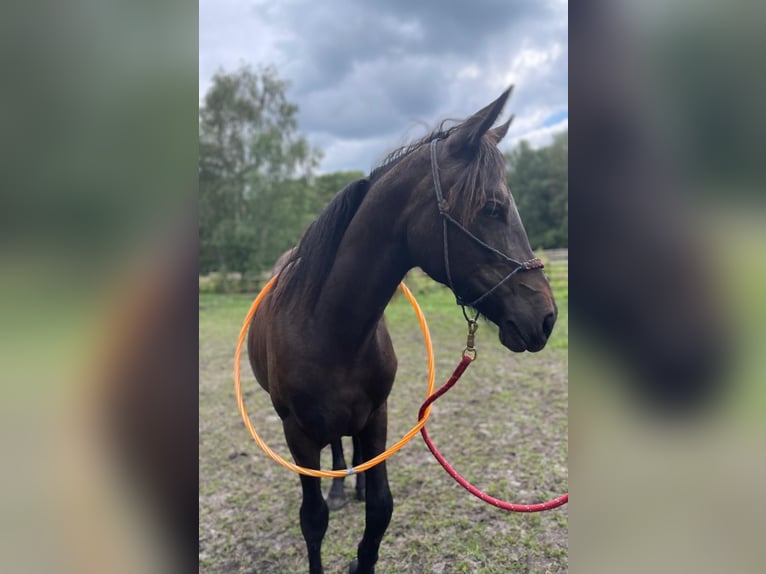 Hispano arabe Croisé Jument 1 Année 155 cm Peut devenir gris in Kapellen