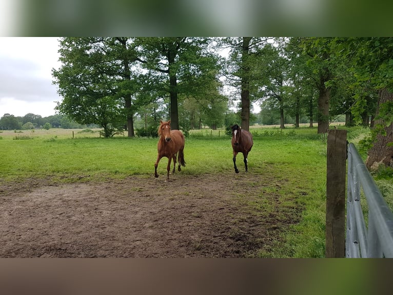 Hispano arabe Jument 3 Ans 160 cm Alezan in Chaam