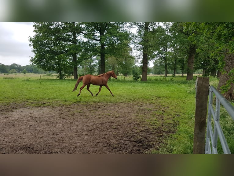 Hispano arabe Jument 3 Ans 160 cm Alezan in Chaam