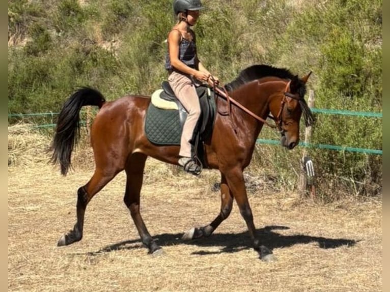 Hispano arabe Jument 4 Ans 152 cm Bai in Böttigheim