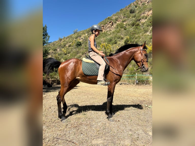 Hispano arabe Jument 4 Ans 152 cm Bai in Böttigheim