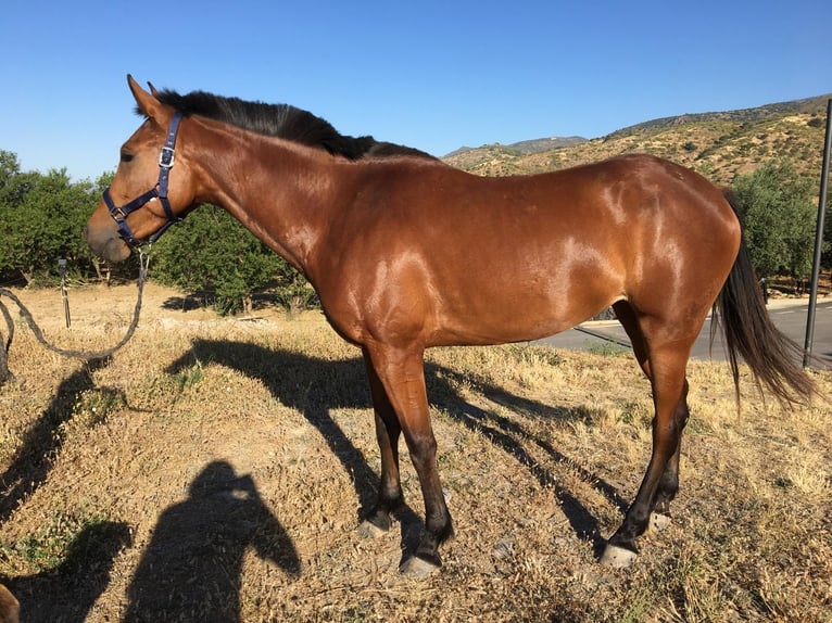 Hispano arabe Jument 4 Ans 152 cm Bai in Böttigheim