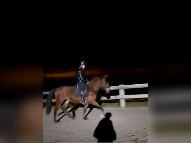 Hispano arabe Jument 5 Ans 155 cm Bai in Riedering