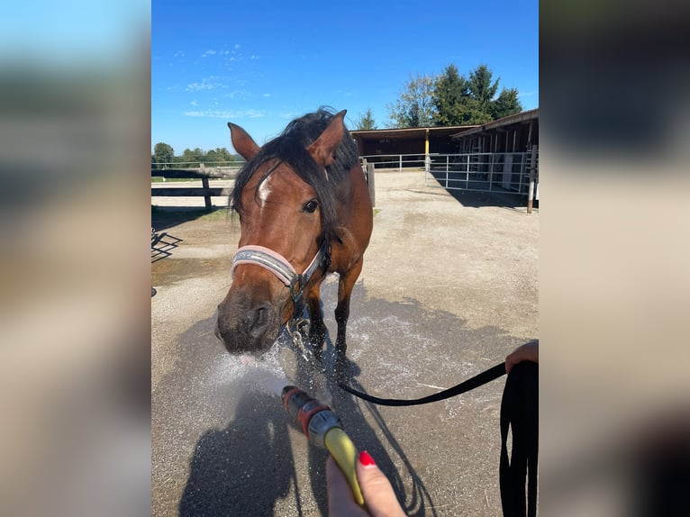 Hispano arabe Jument 5 Ans 155 cm Bai in Riedering