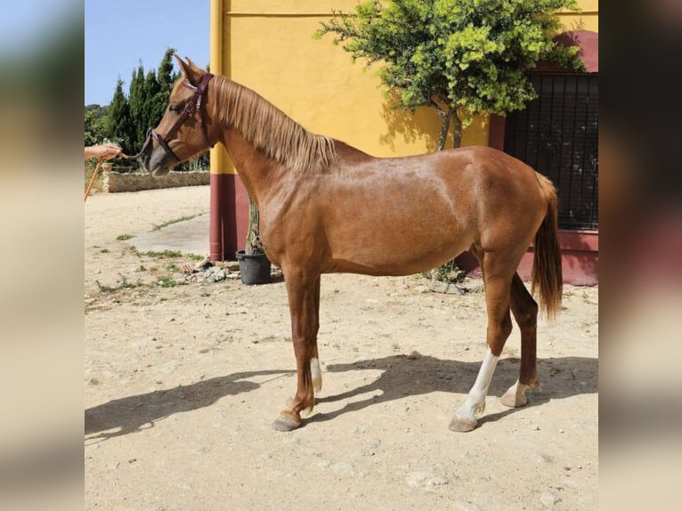 Hispano arabe Jument 5 Ans 157 cm Alezan in Chiclana de la Fronterra