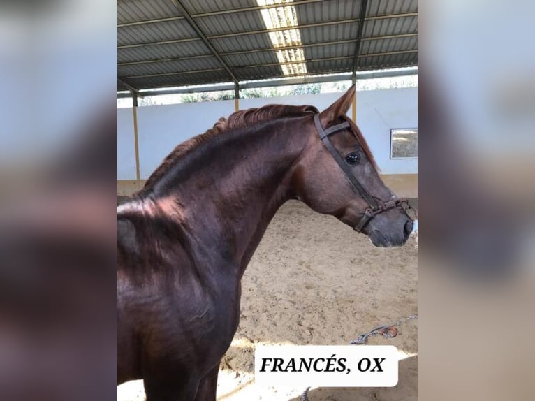 Hispano arabe Jument 5 Ans 157 cm Alezan in Chiclana de la Fronterra