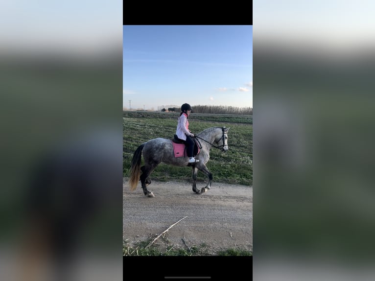 Hispano arabe Jument 6 Ans 157 cm Gris in Tordera Hispano arabe Jument 6 Ans 157 cm Gris in Tordera