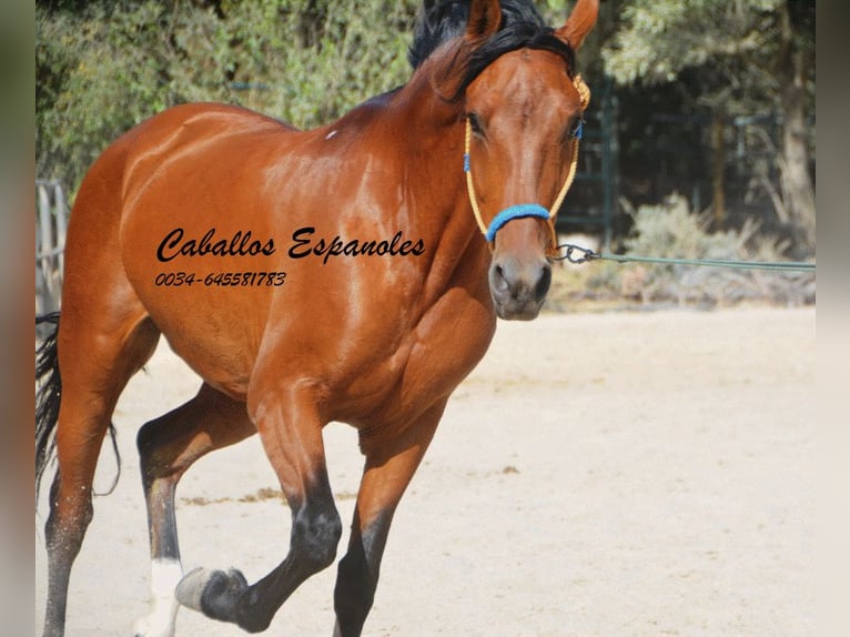 Hispano arabe Jument 6 Ans 160 cm Bai in Vejer de Frontera