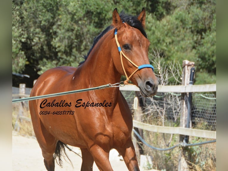 Hispano arabe Jument 6 Ans 160 cm Bai in Vejer de Frontera