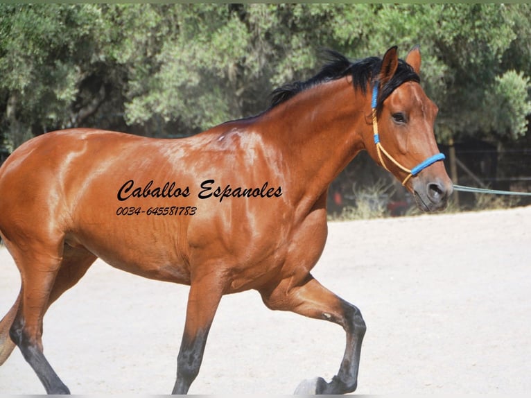 Hispano arabe Jument 6 Ans 160 cm Bai in Vejer de Frontera