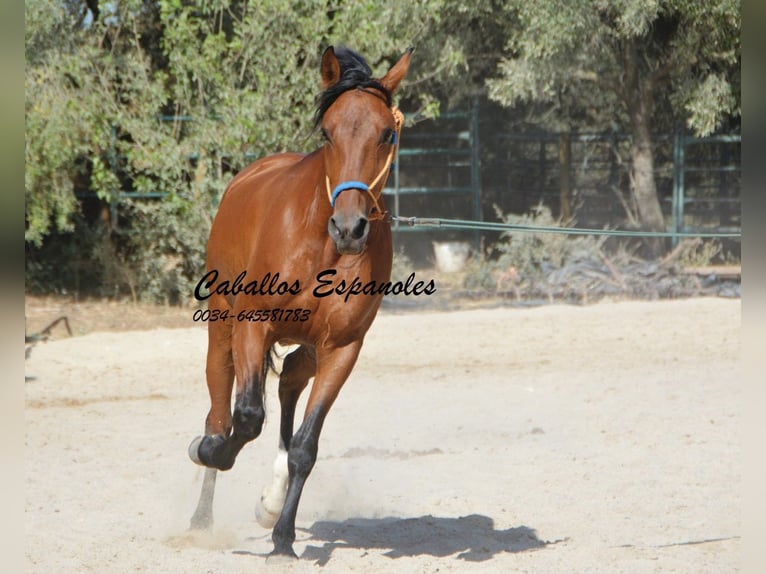 Hispano arabe Jument 6 Ans 160 cm Bai in Vejer de Frontera