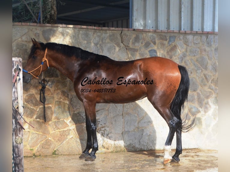 Hispano arabe Jument 6 Ans 160 cm Bai in Vejer de Frontera