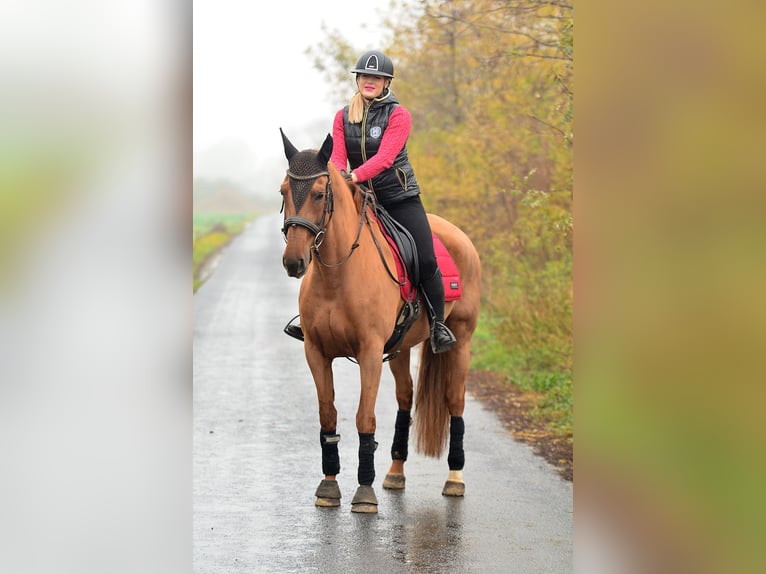 Hispano arabe Jument 6 Ans 165 cm Alezan in Radziejów